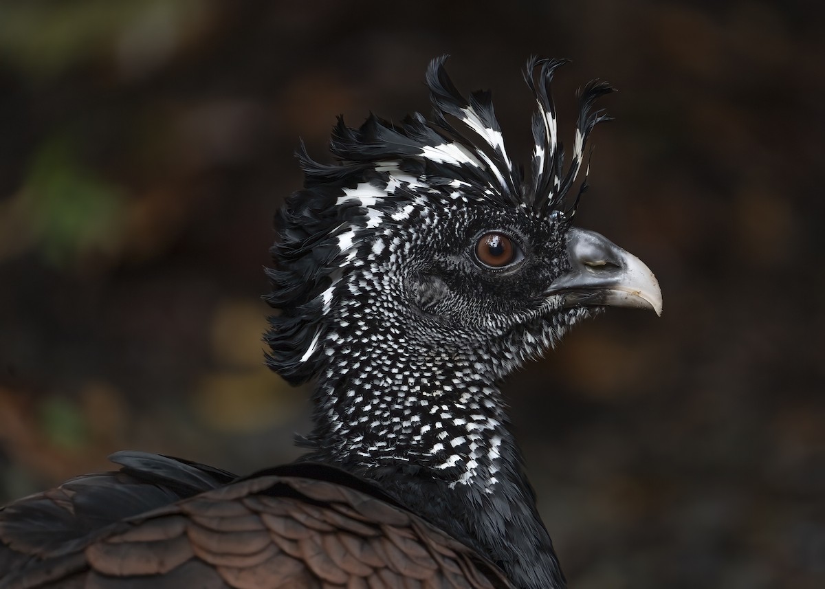 Большой кракс - ML646768573