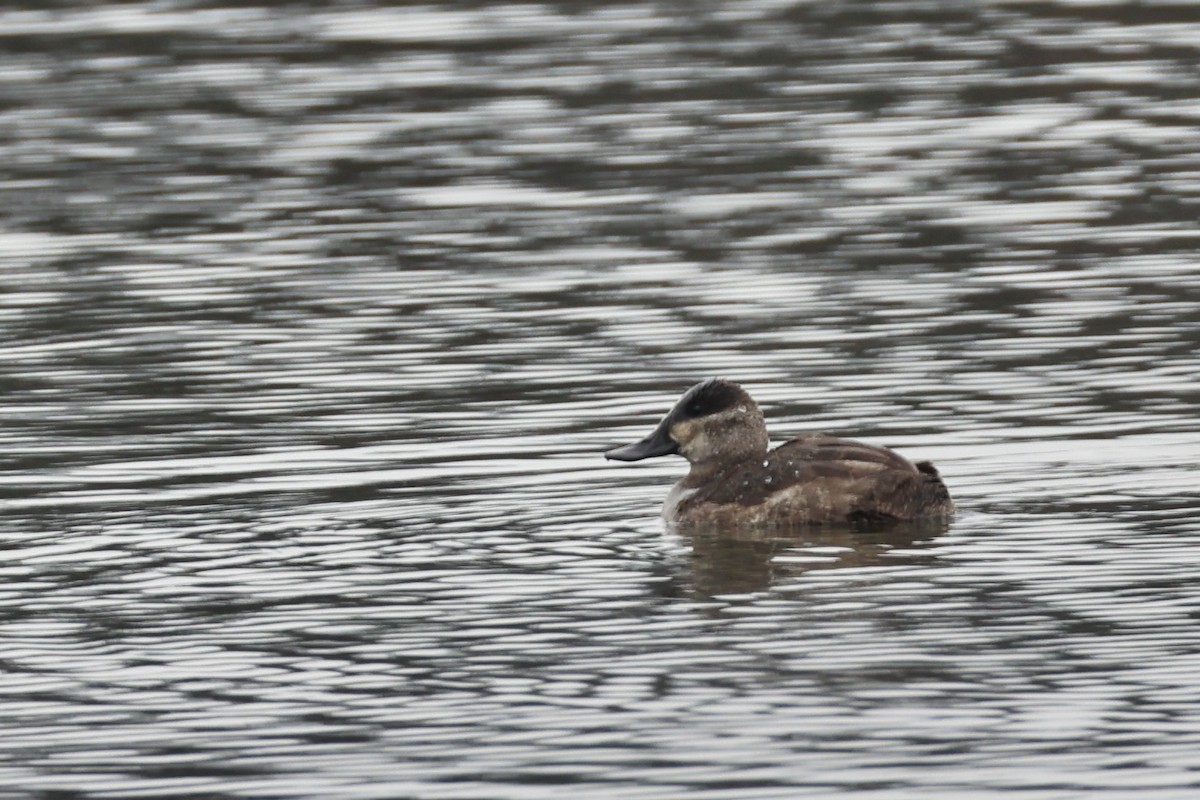 Ruddy Duck - ML646768574