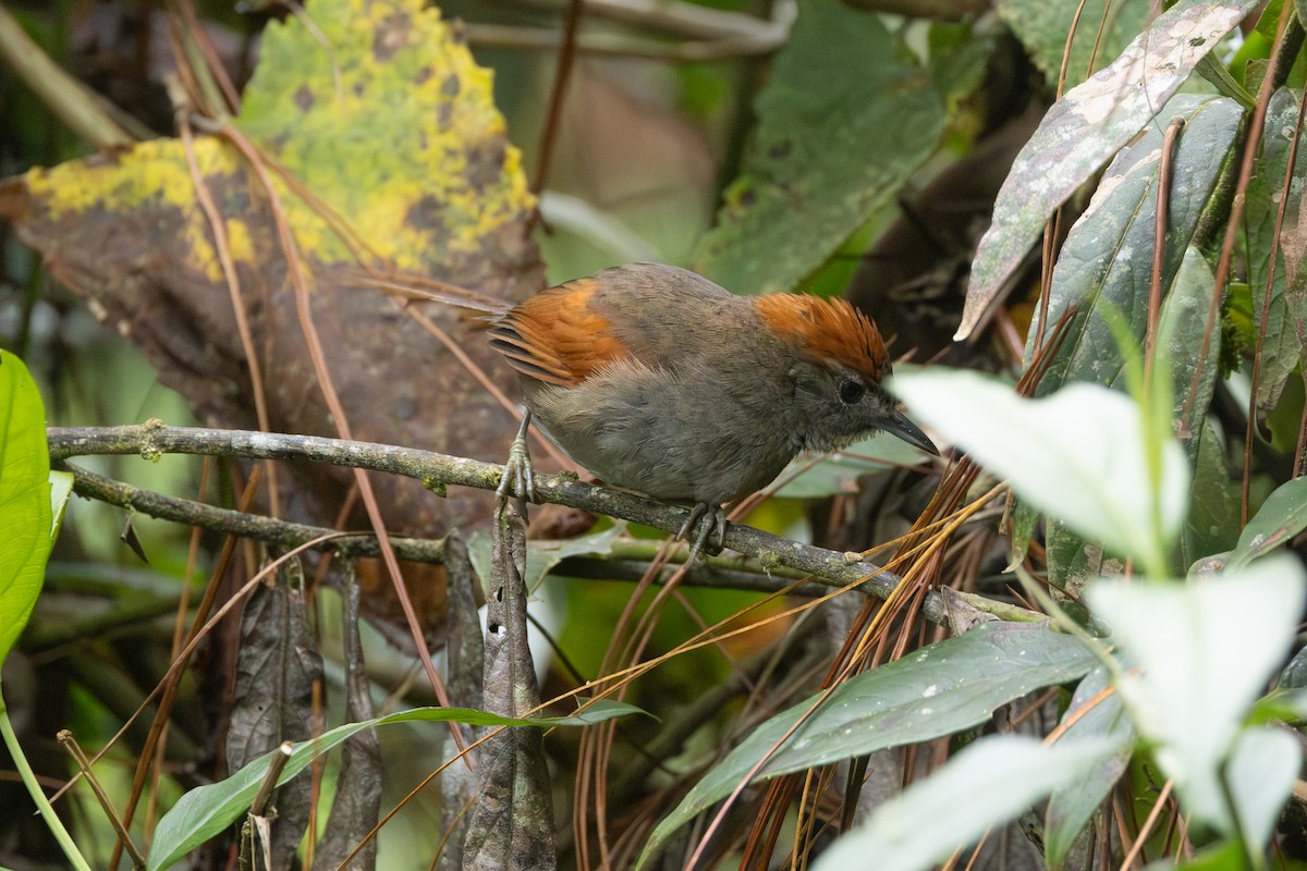 Synallaxe d'Azara - ML646768575