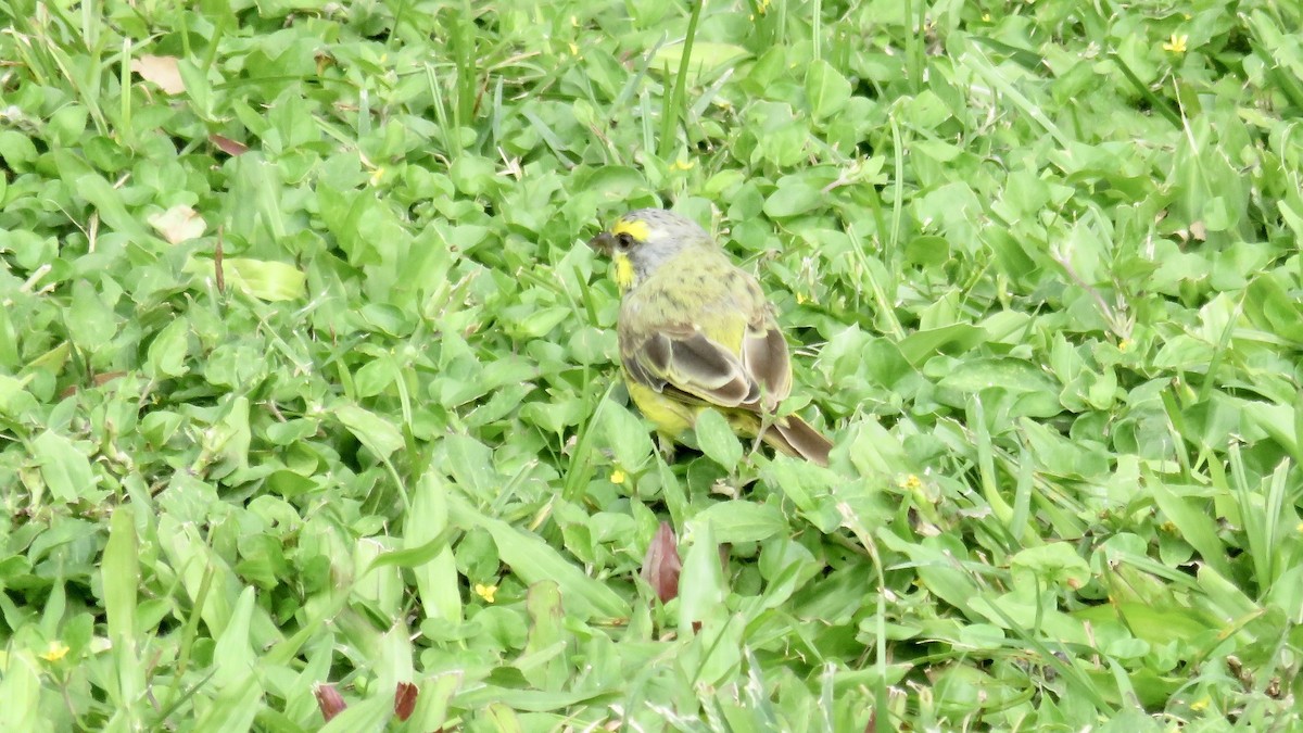 Serín Frentiamarillo - ML646768578