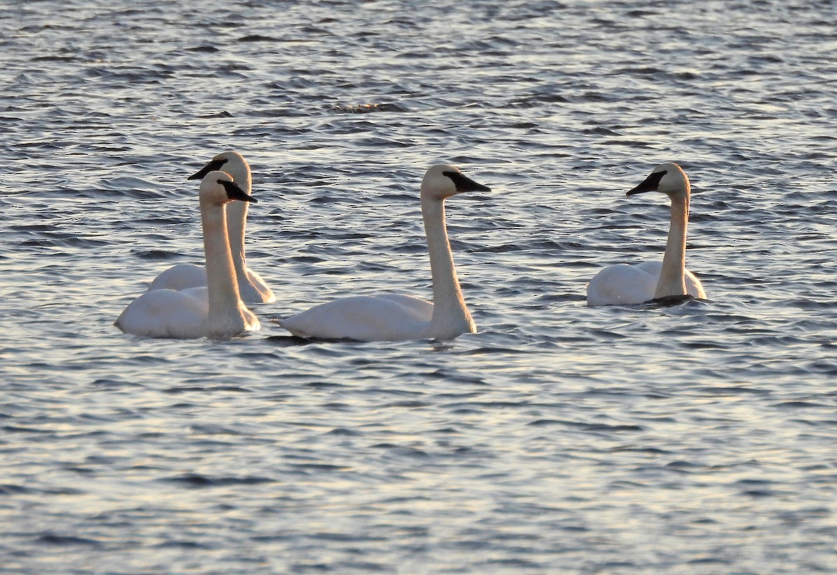 ナキハクチョウ - ML646768587