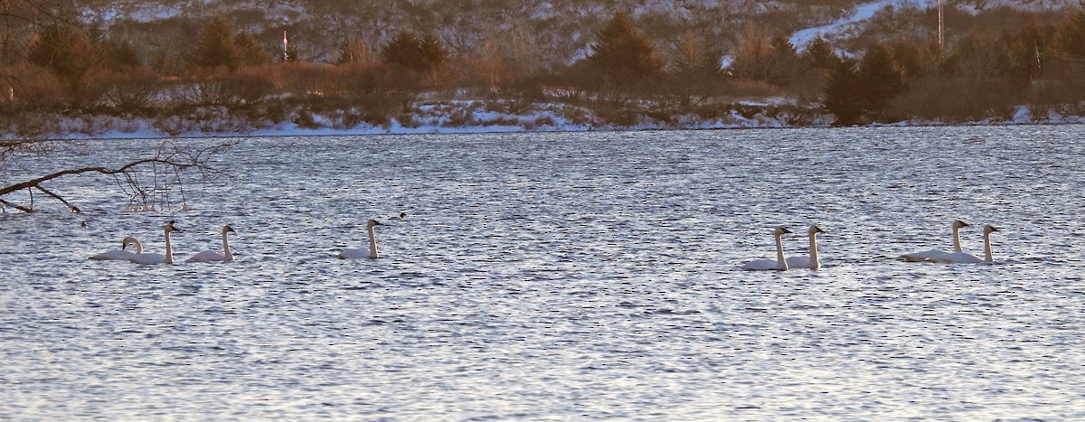 ナキハクチョウ - ML646768588