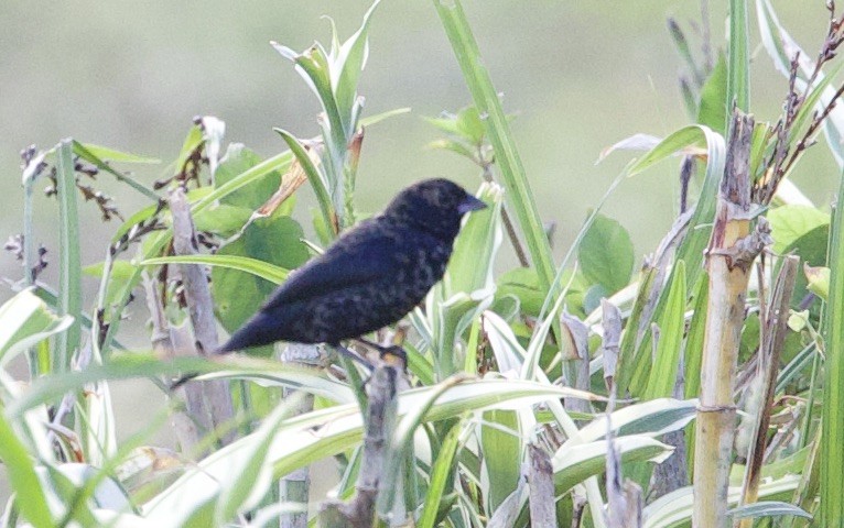 Jacarini noir - ML646768593