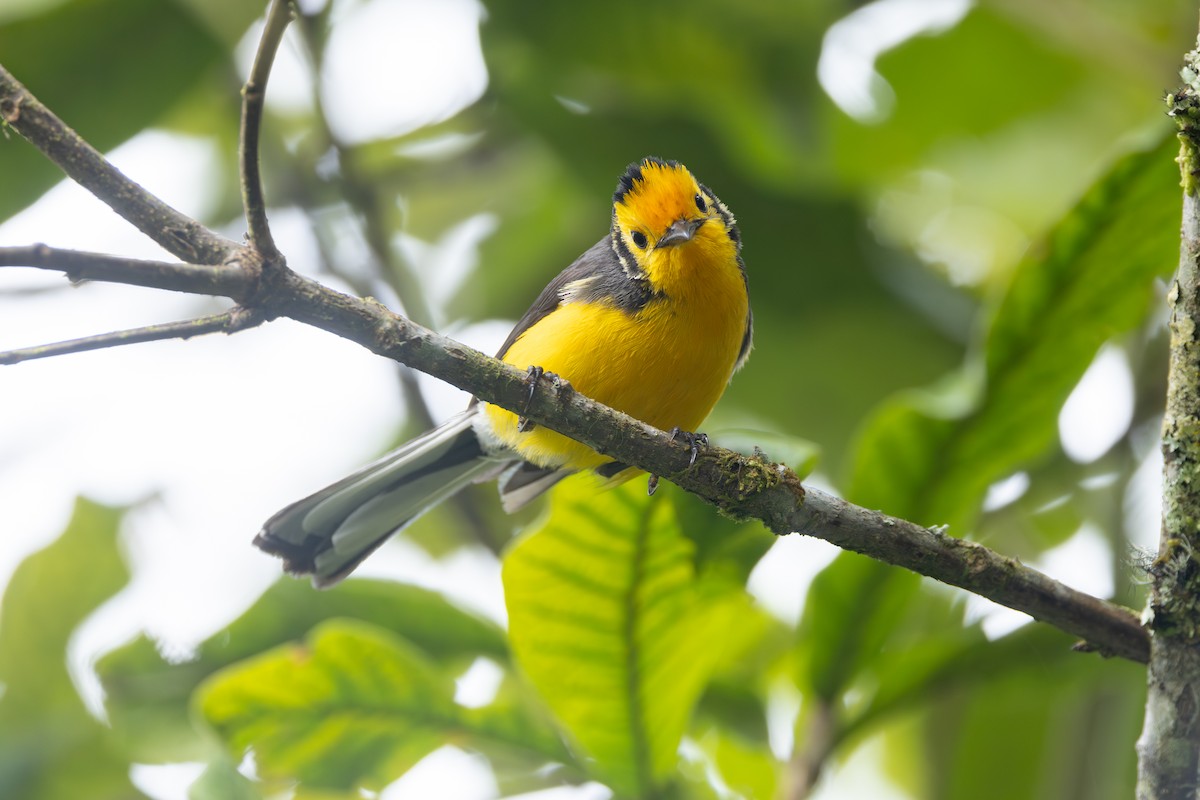 Golden-fronted Redstart (Golden-fronted) - ML646768603