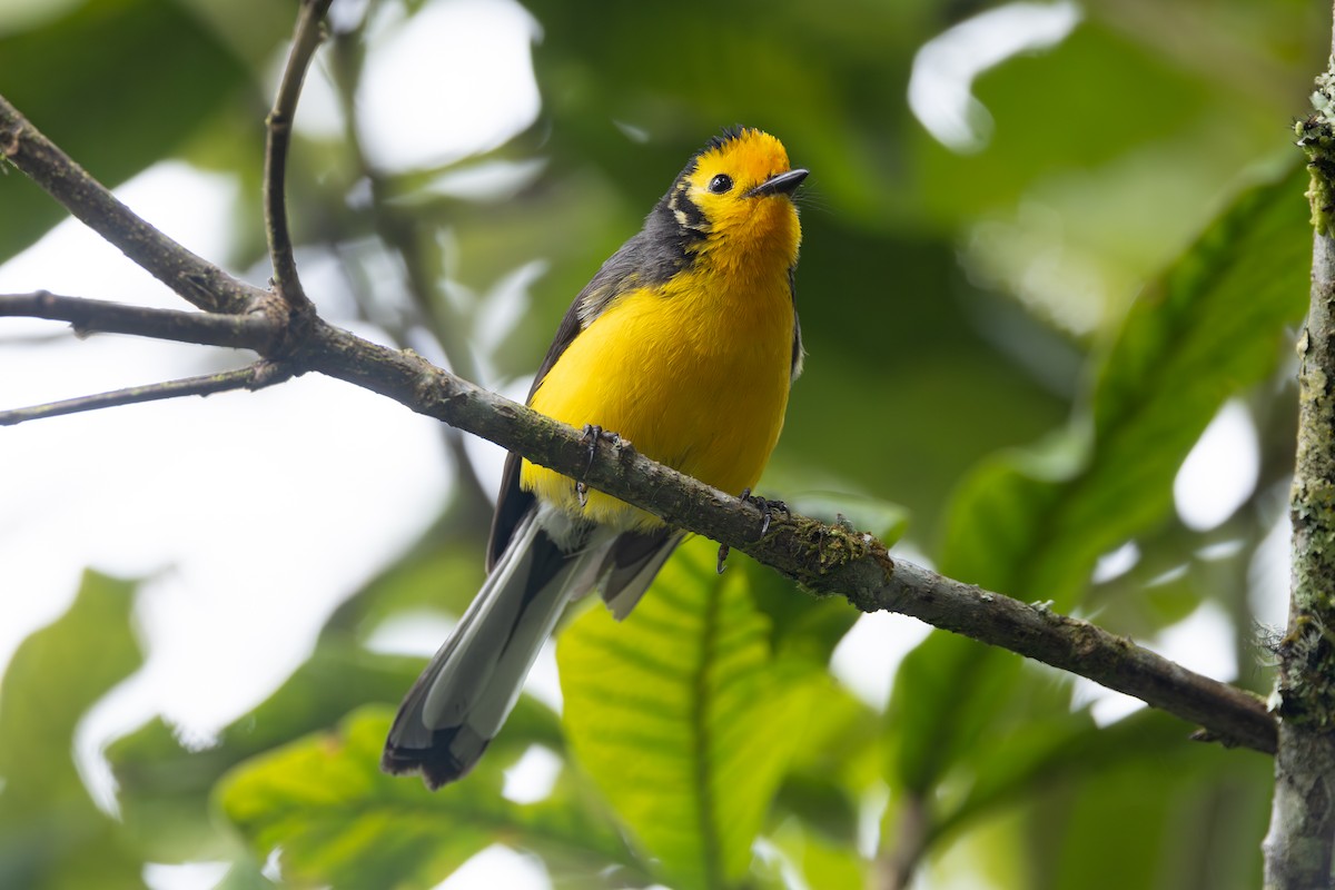 Golden-fronted Redstart (Golden-fronted) - ML646768604