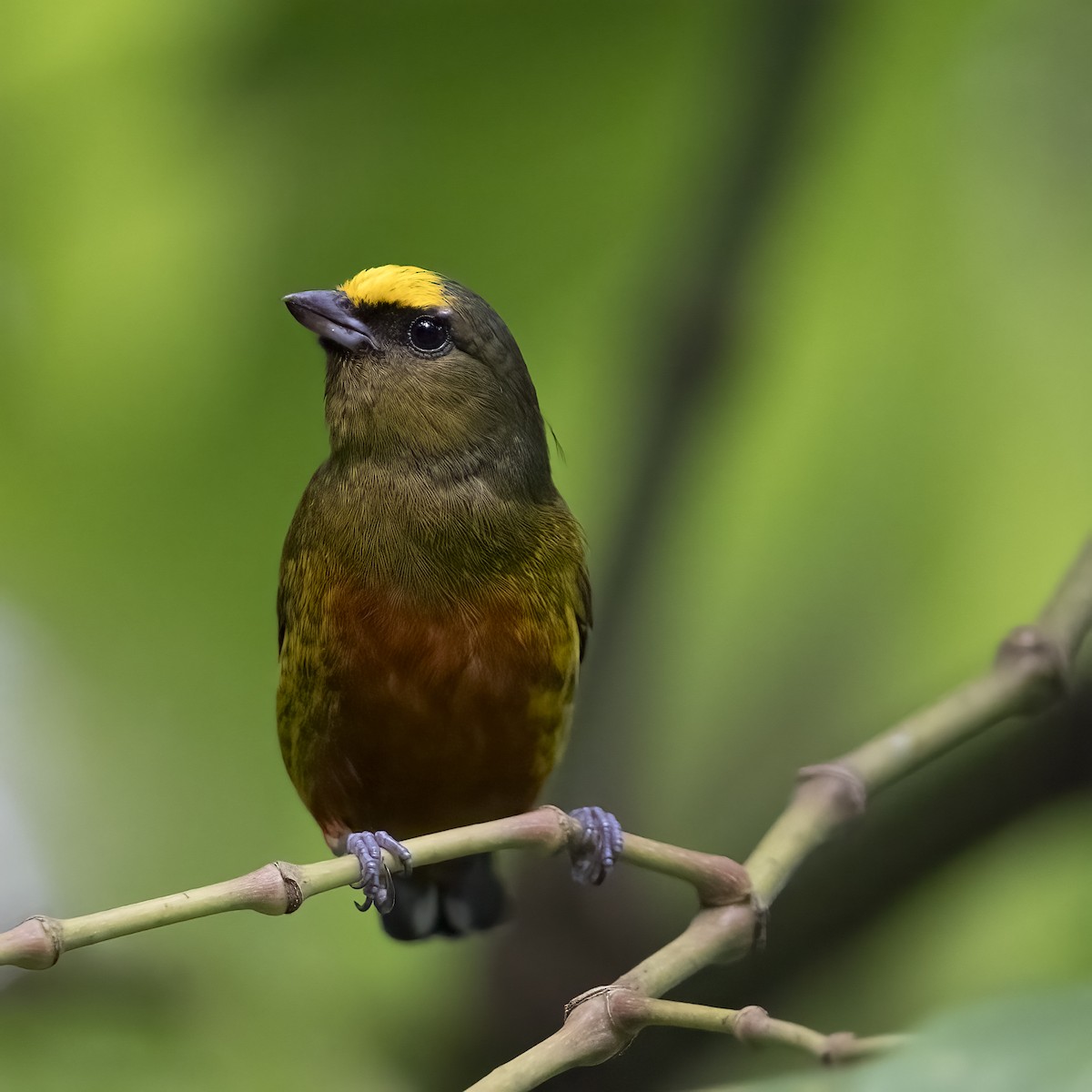 Оливковоспинная эуфония - ML646768605