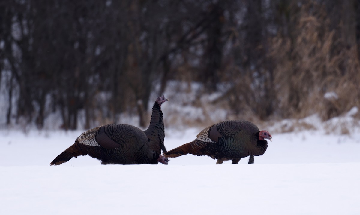 Wild Turkey - ML646768606