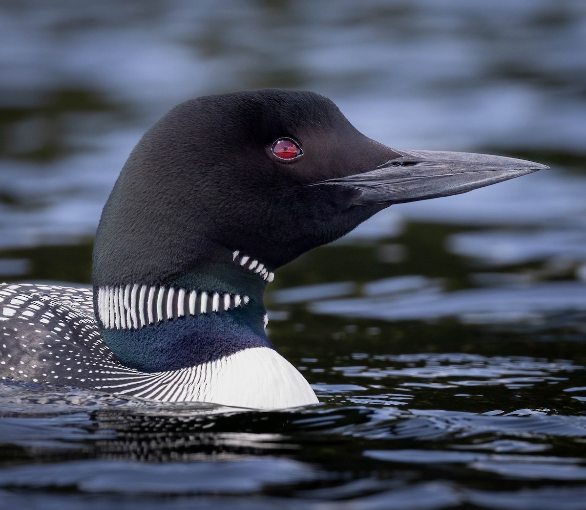 ML646768611 - Common Loon - Macaulay Library