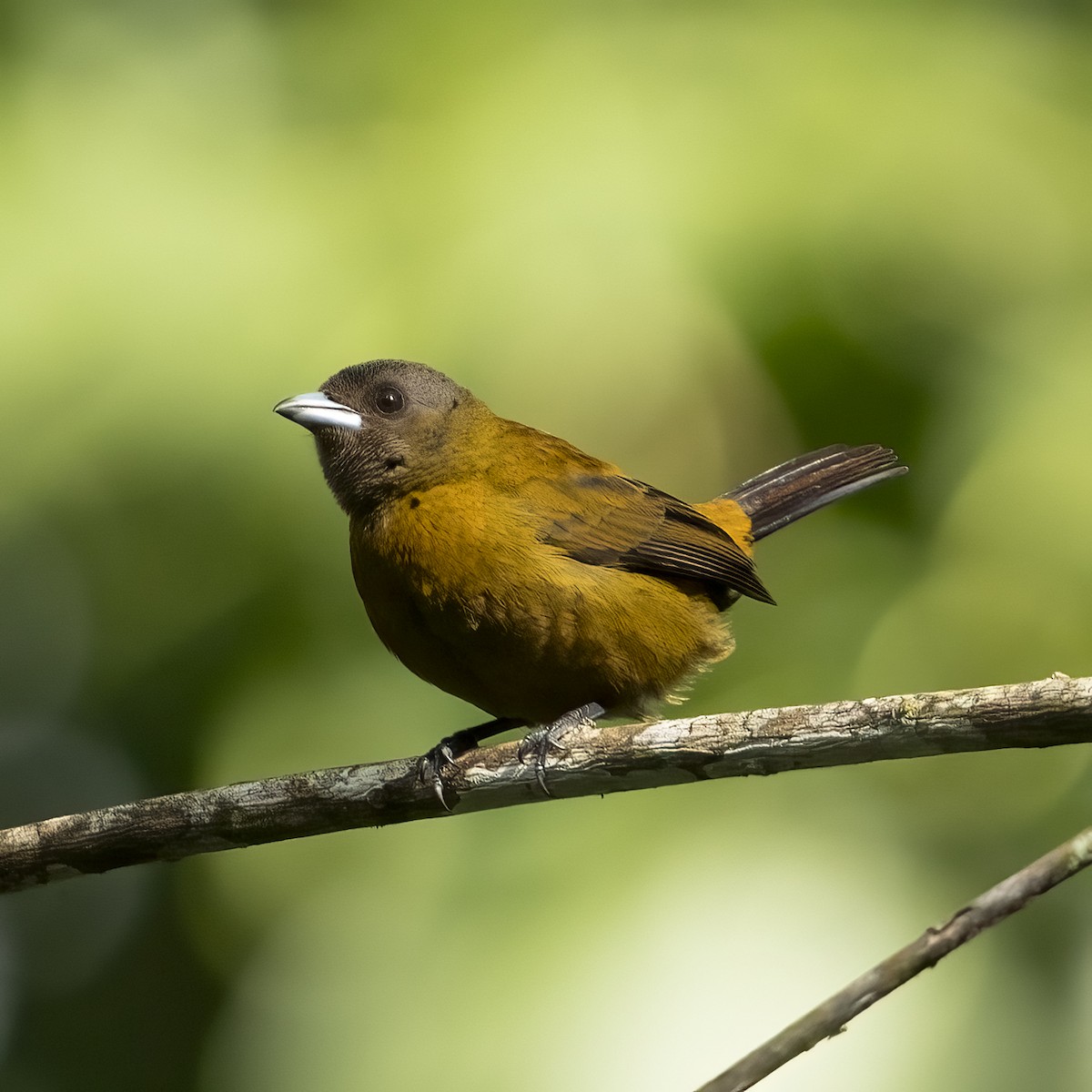 Гватемальский сереброклюв - ML646768617