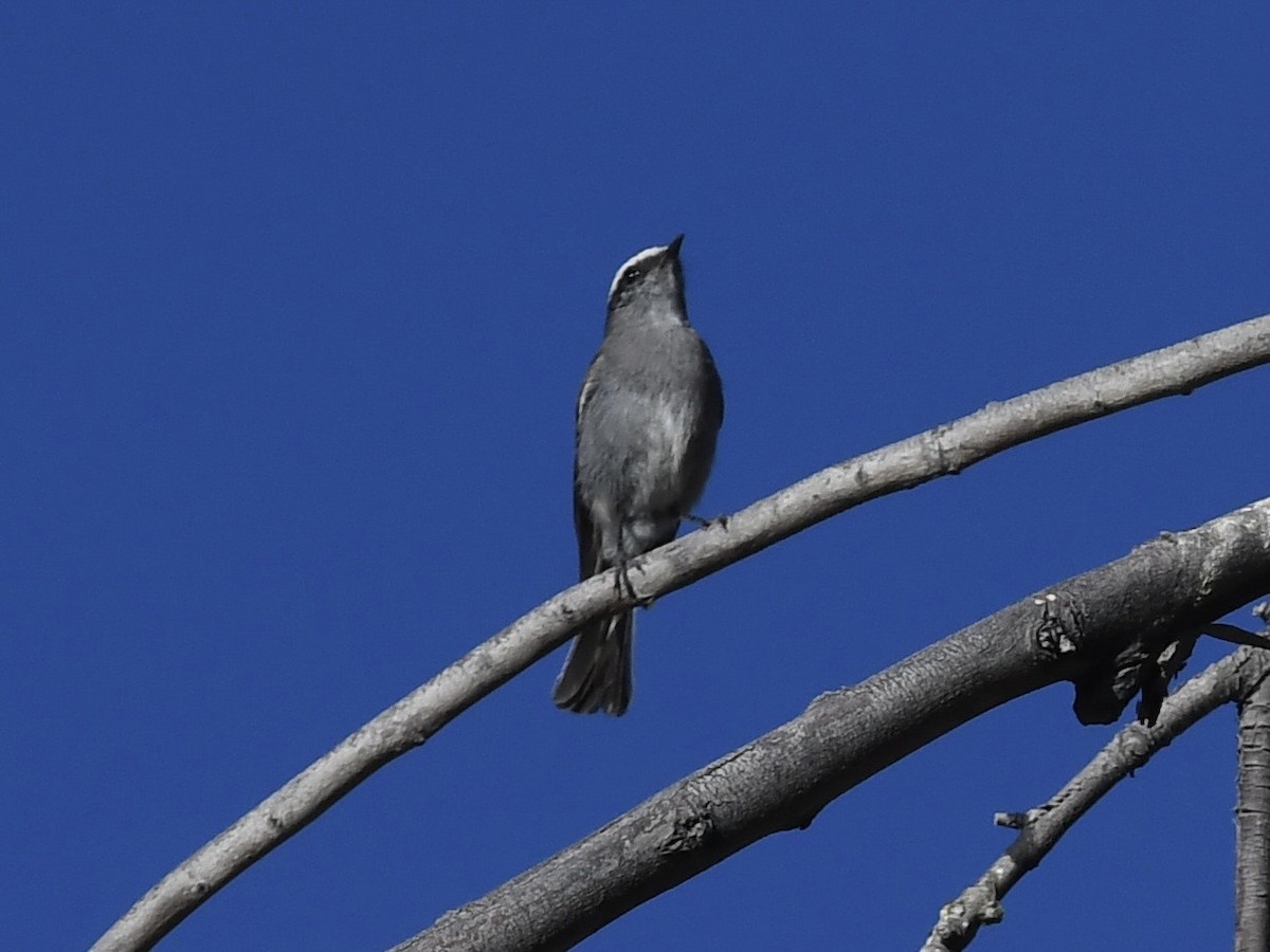 White-browed Chat-Tyrant - ML646768620