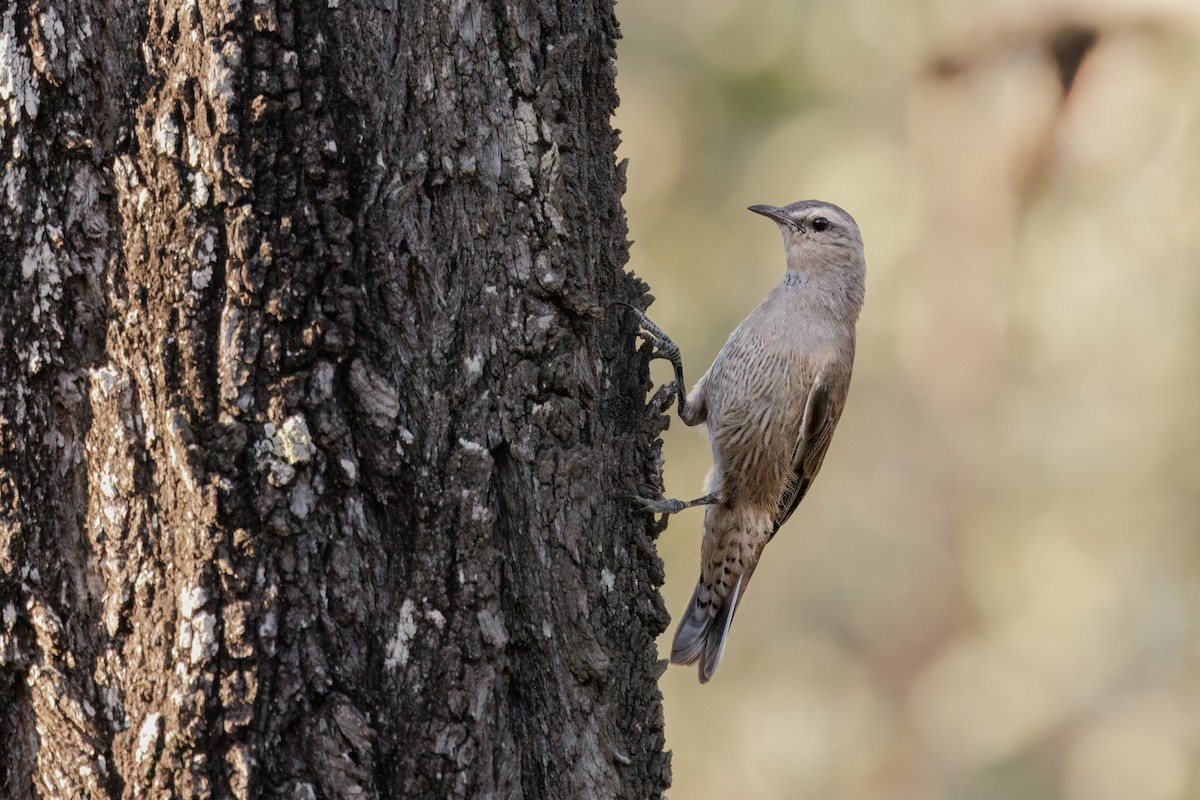チャイロキノボリ - ML646768624