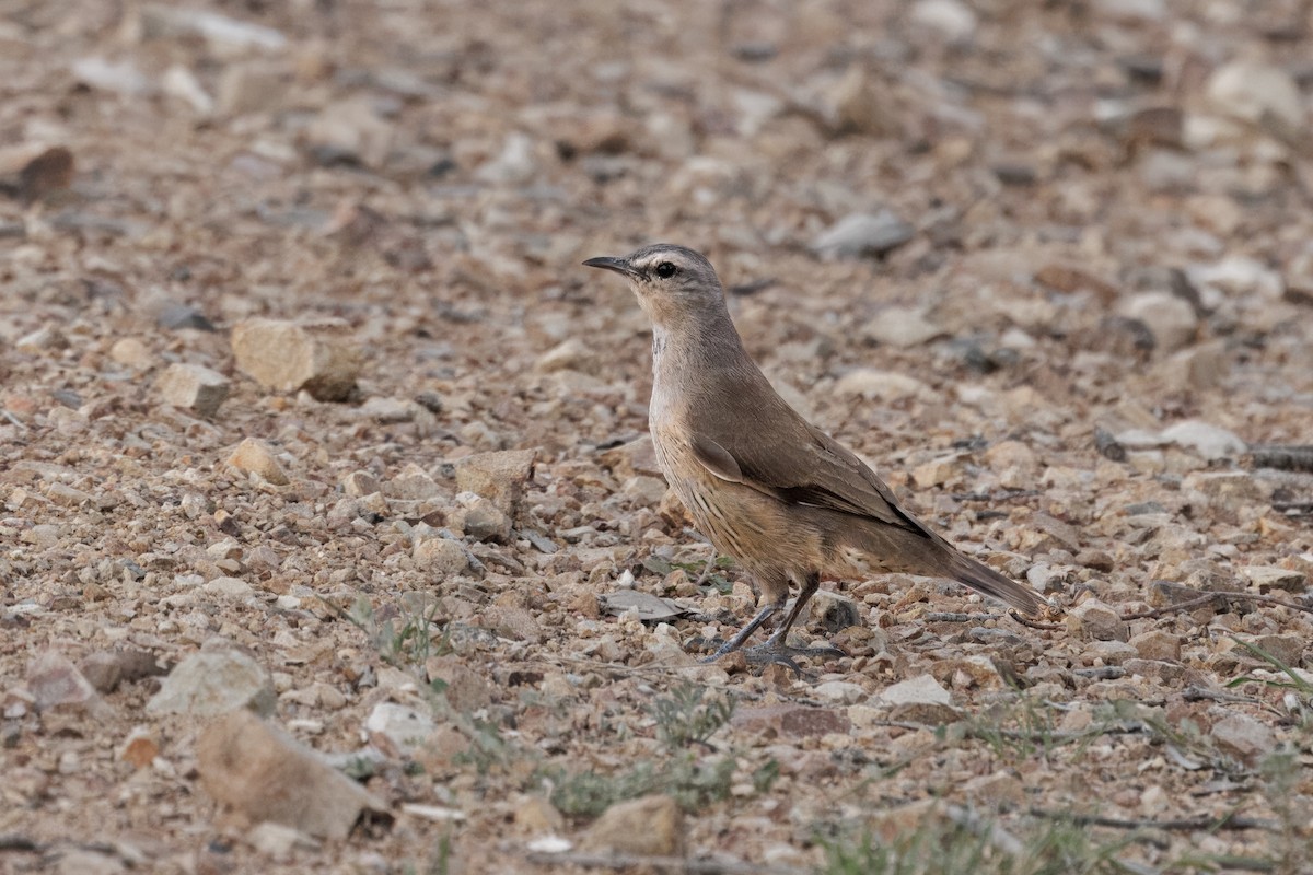 チャイロキノボリ - ML646768625