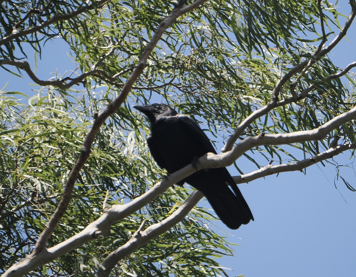 Torresian Crow - ML646768626