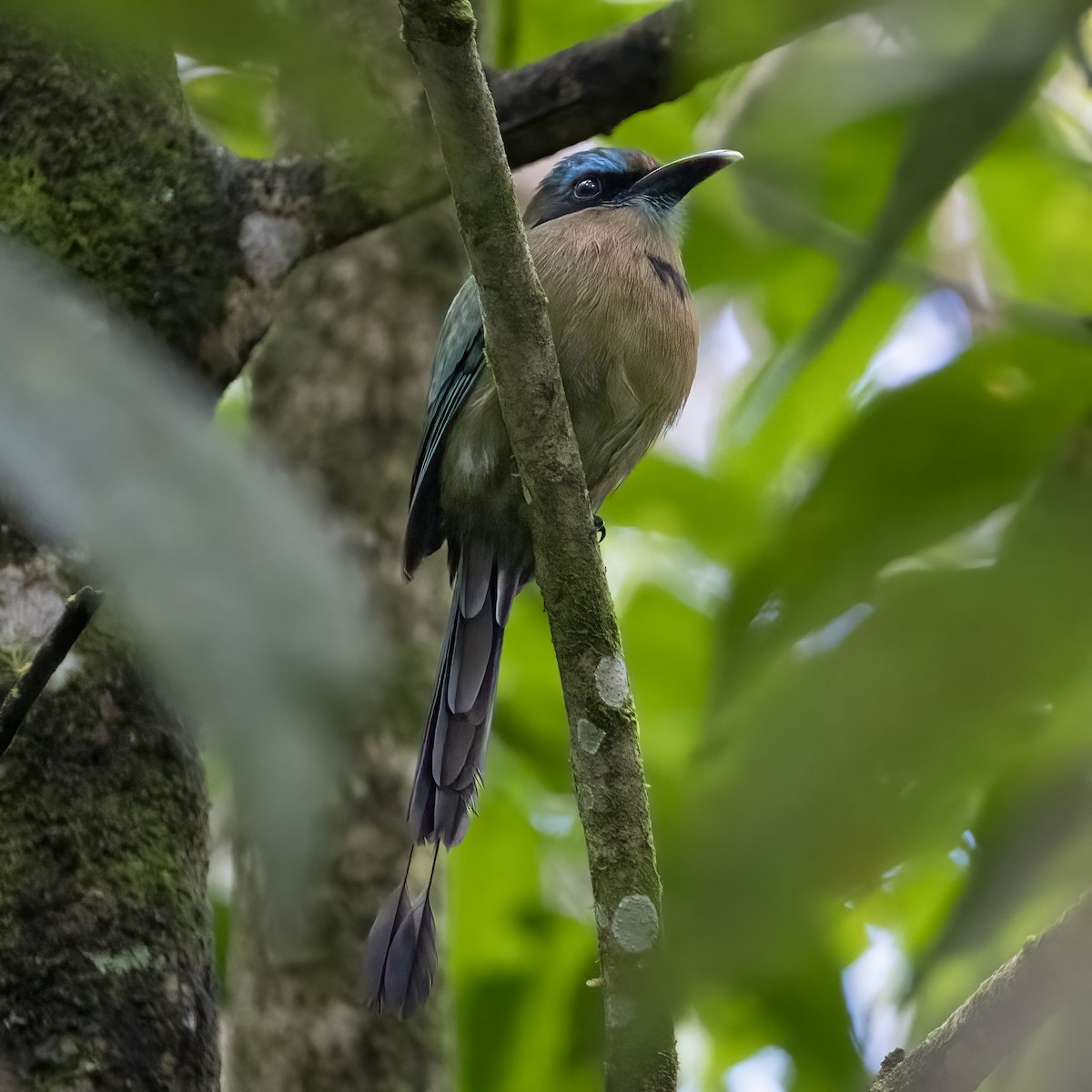 Ребристоклювый момот - ML646768627