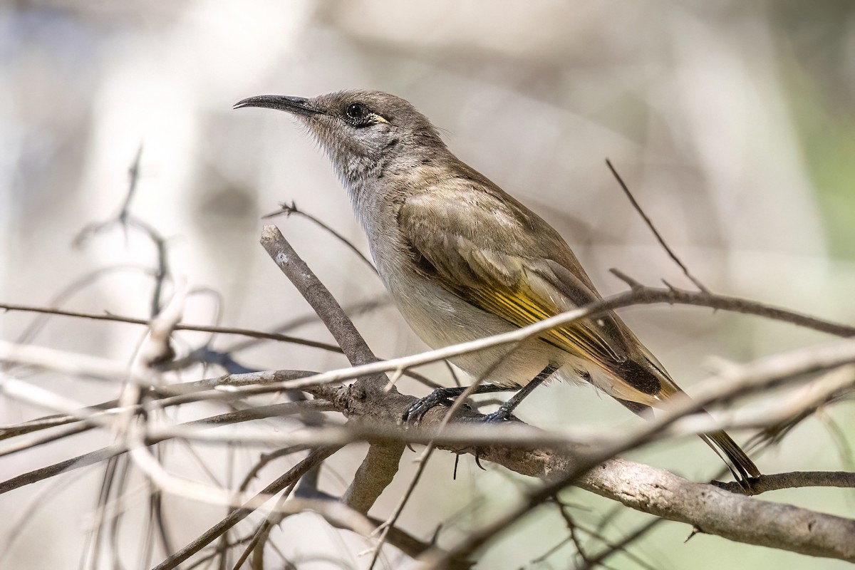 Бурый медолюб - ML646768628