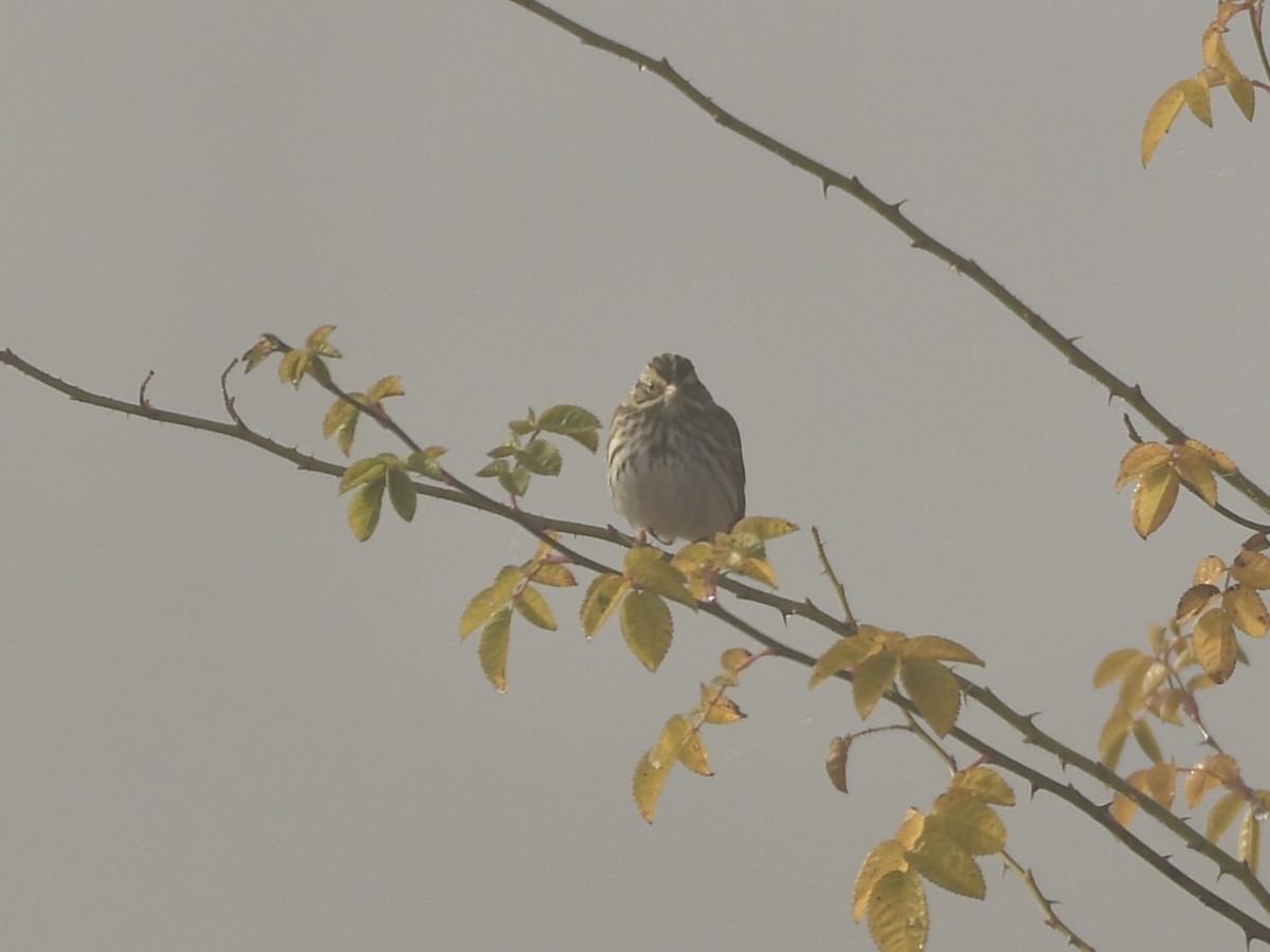 Savannah Sparrow - ML646768629