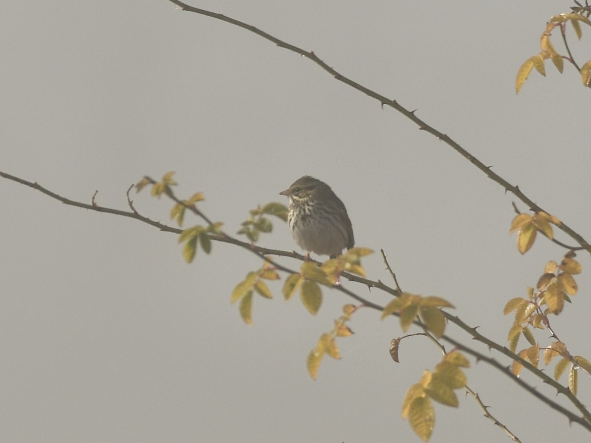 Savannah Sparrow - ML646768630