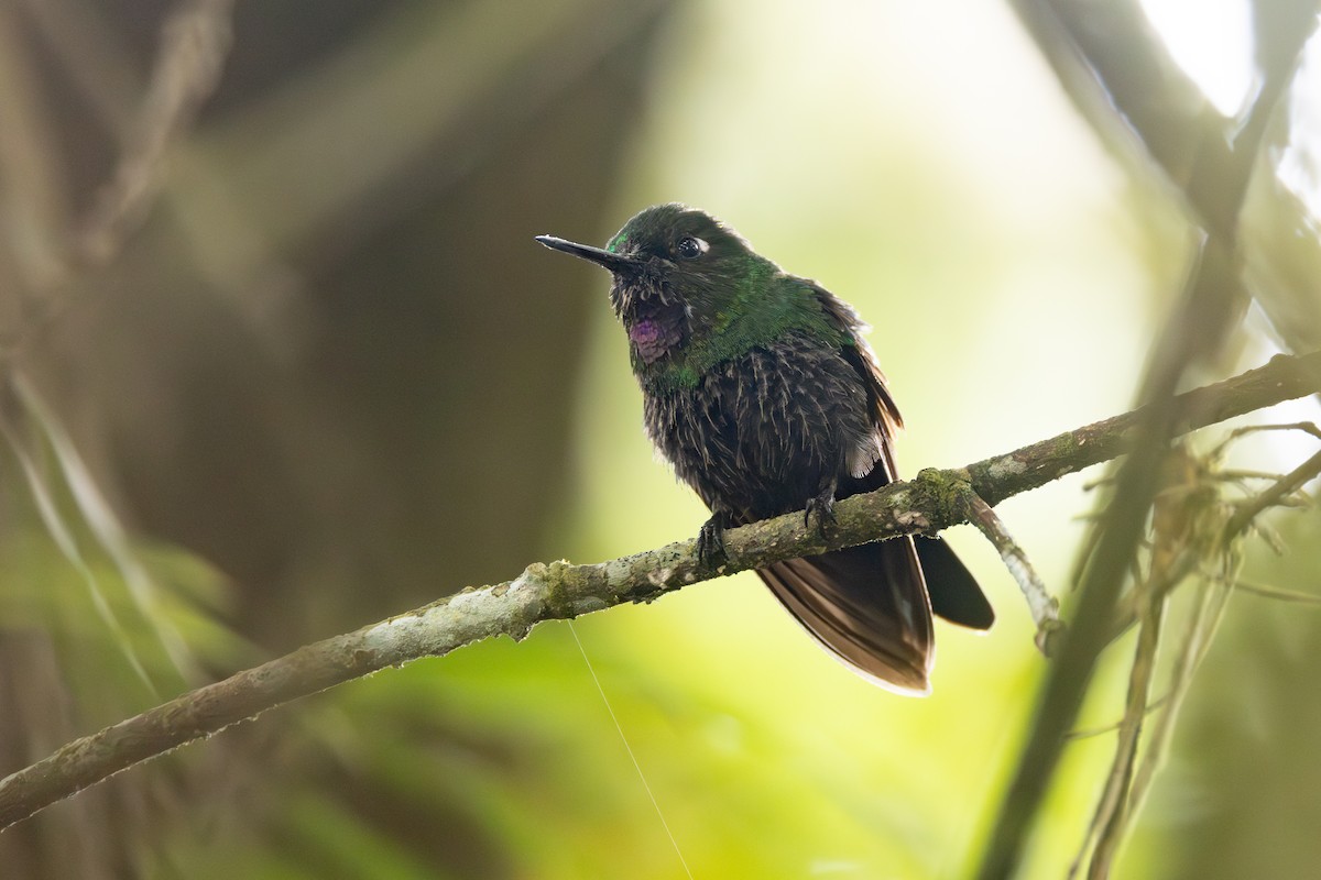 Tourmaline Sunangel - ML646768633