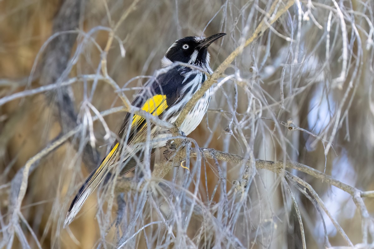 New Holland Honeyeater - ML646768634