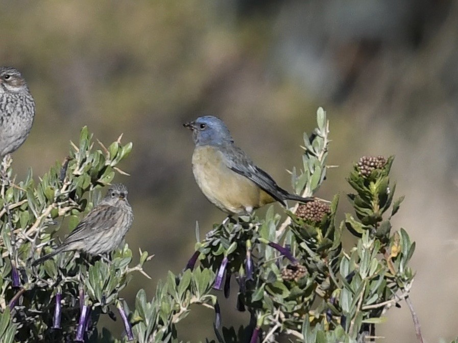 Blue-and-yellow Tanager - ML646768635