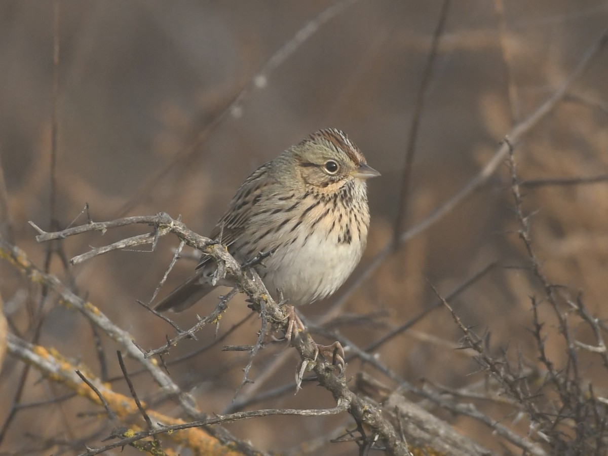Lincoln's Sparrow - ML646768636