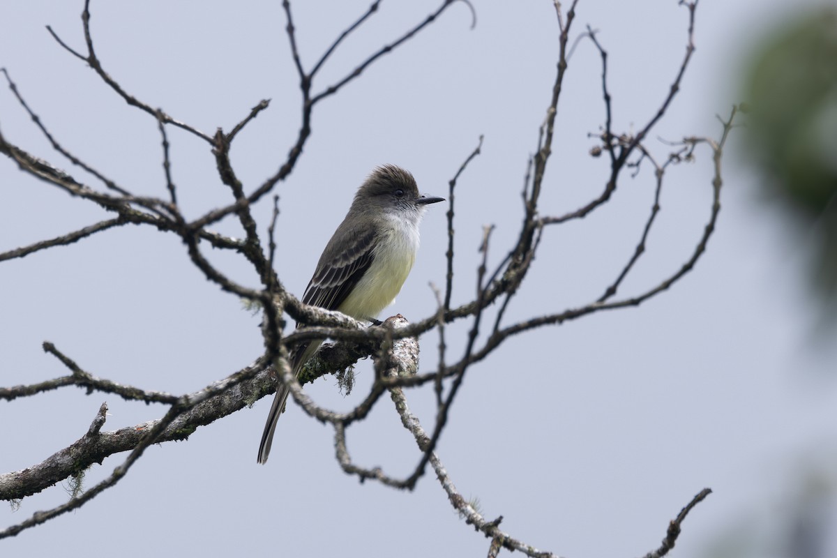 Pale-edged Flycatcher - ML646768638