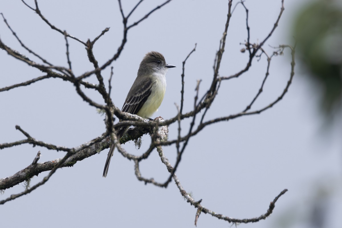 Pale-edged Flycatcher - ML646768639
