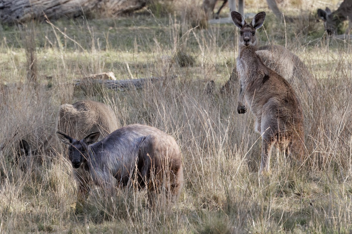 ケナガワラルー - ML646768640