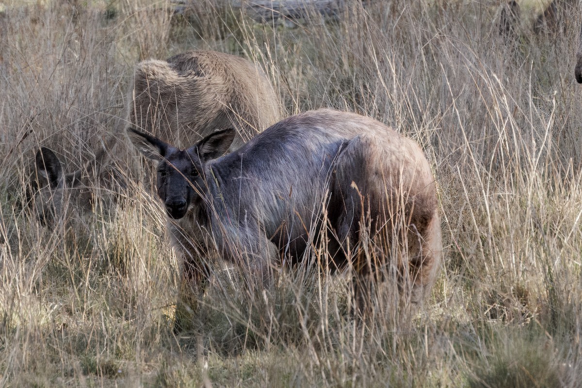 ケナガワラルー - ML646768641