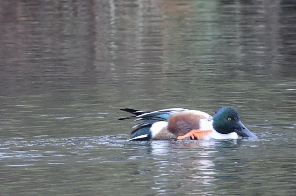 Northern Shoveler - ML646768645