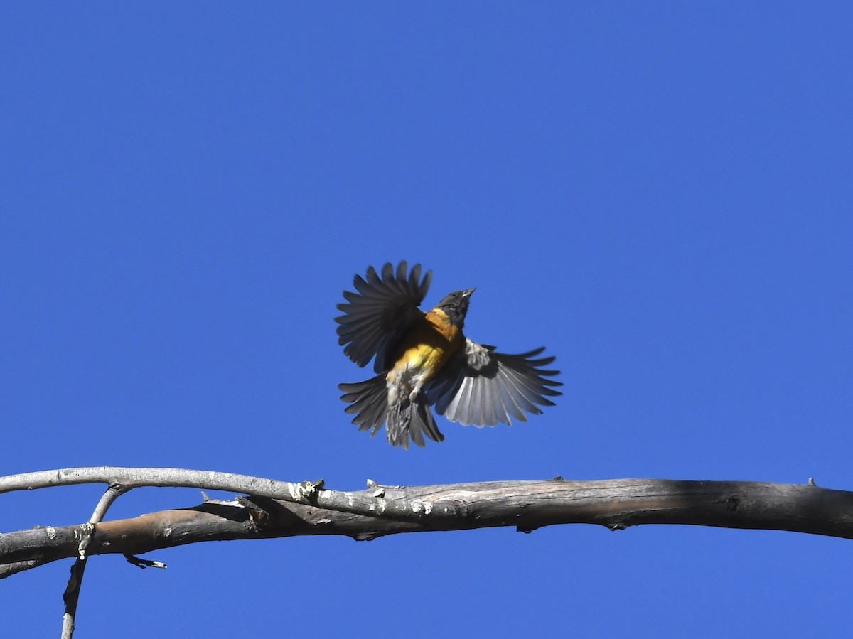 Black-hooded Sierra Finch - ML646768649