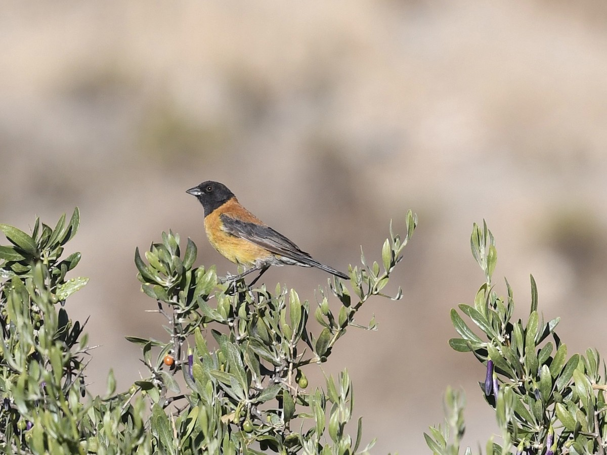 Black-hooded Sierra Finch - ML646768650