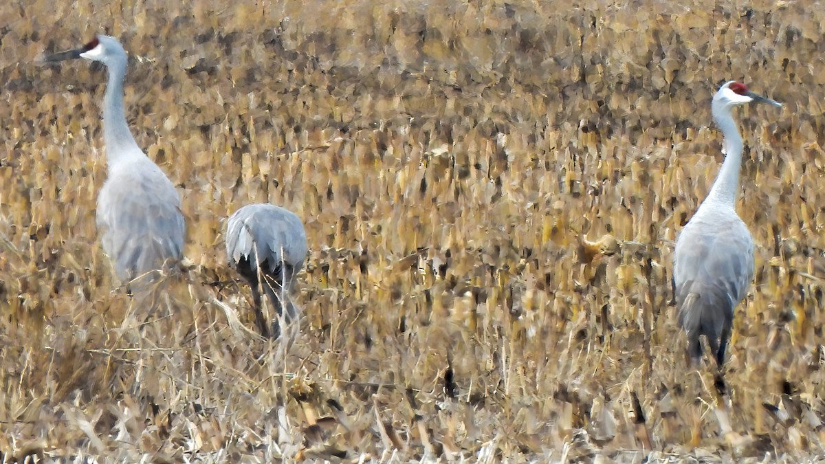 Kanadakranich - ML646768652