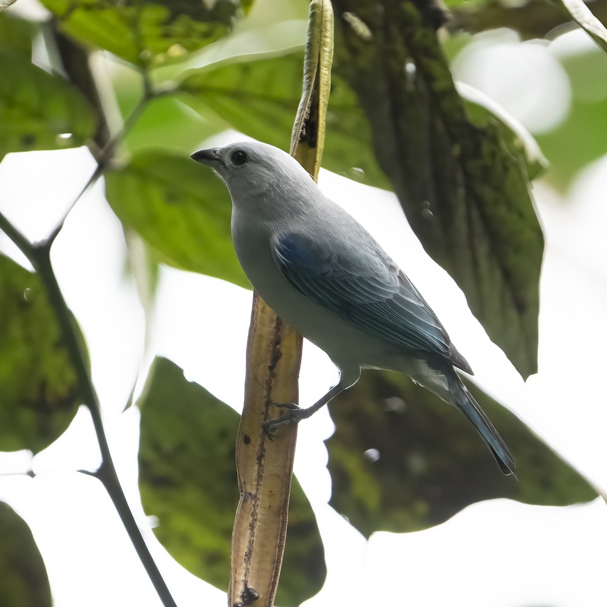 Сине-серая танагра - ML646768653