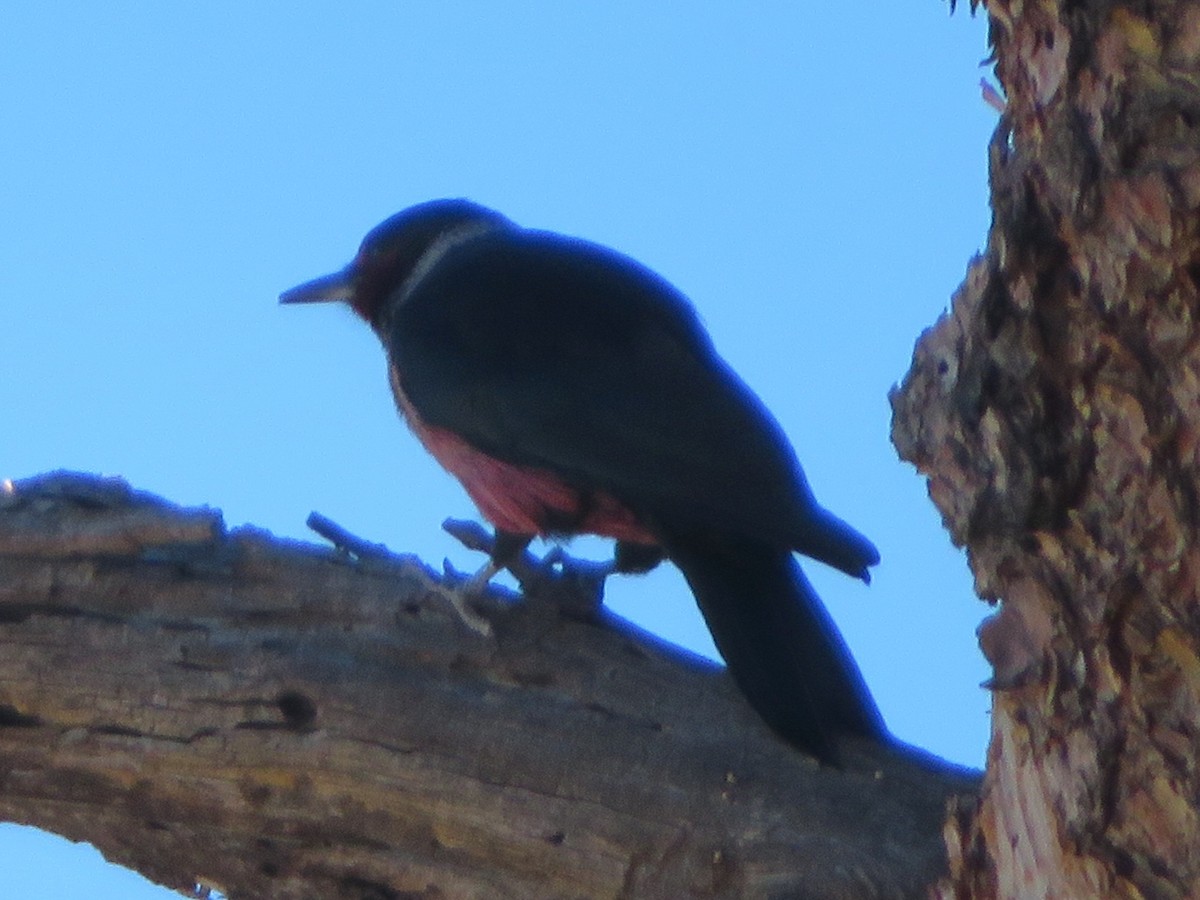 Blutgesichtspecht - ML646768659