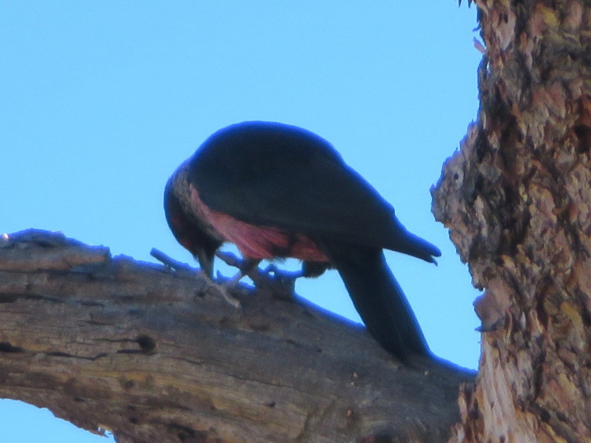 Blutgesichtspecht - ML646768660