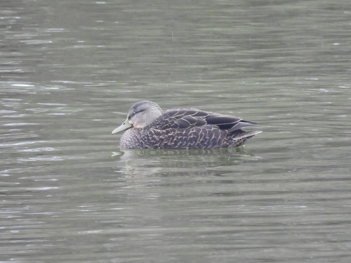 rødfotand - ML646768663