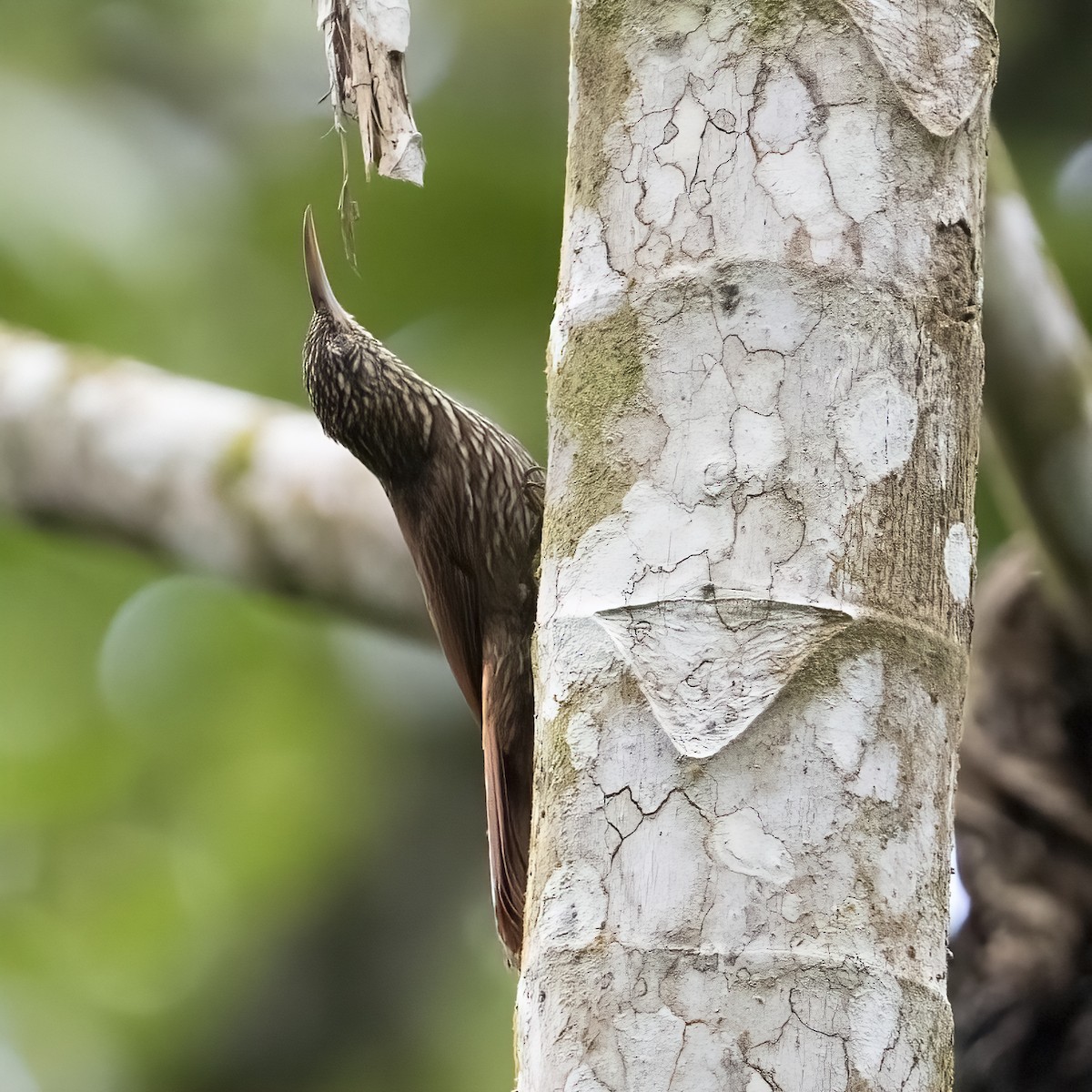 Streak-headed Woodcreeper - ML646768664
