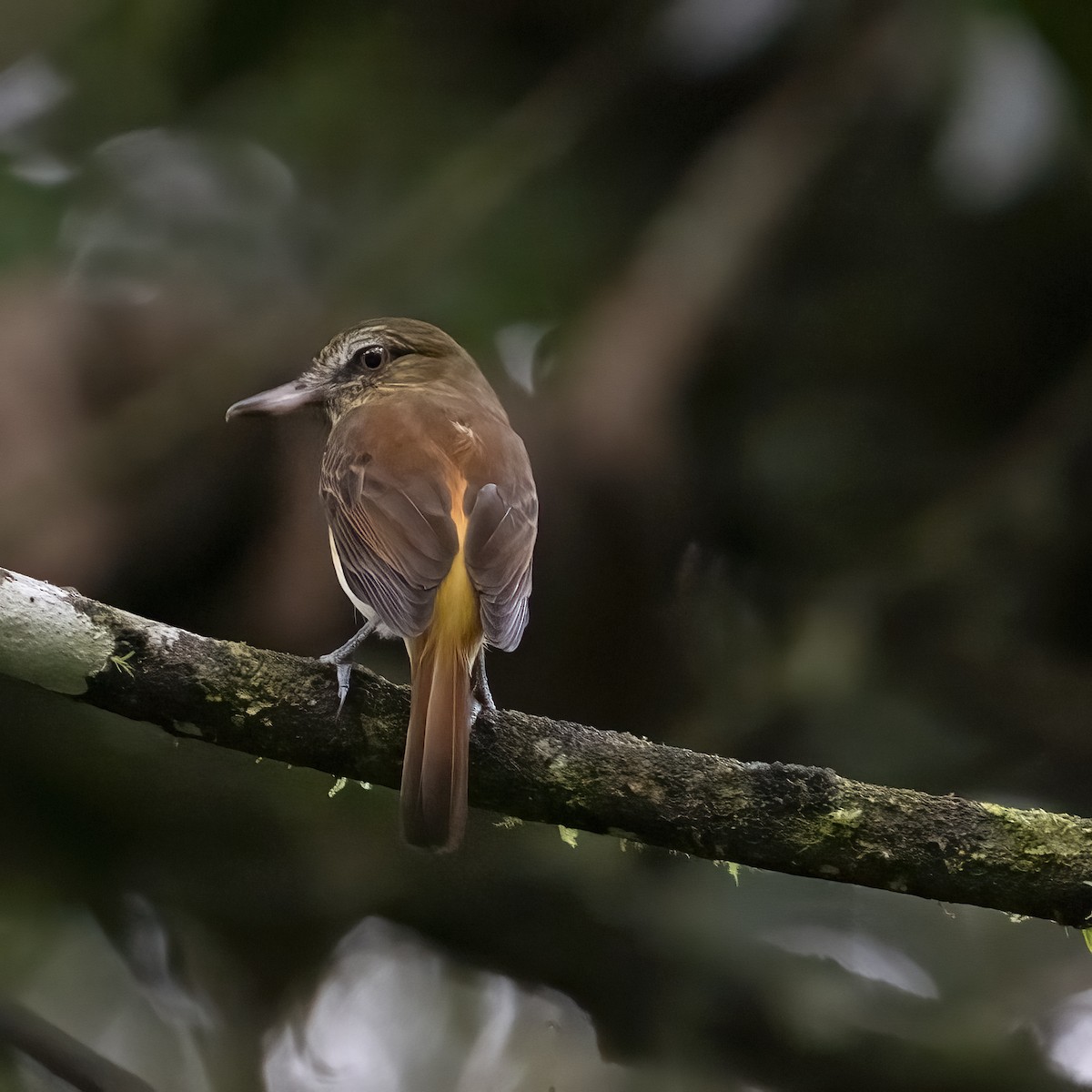 Желтопоясный атилла - ML646768671