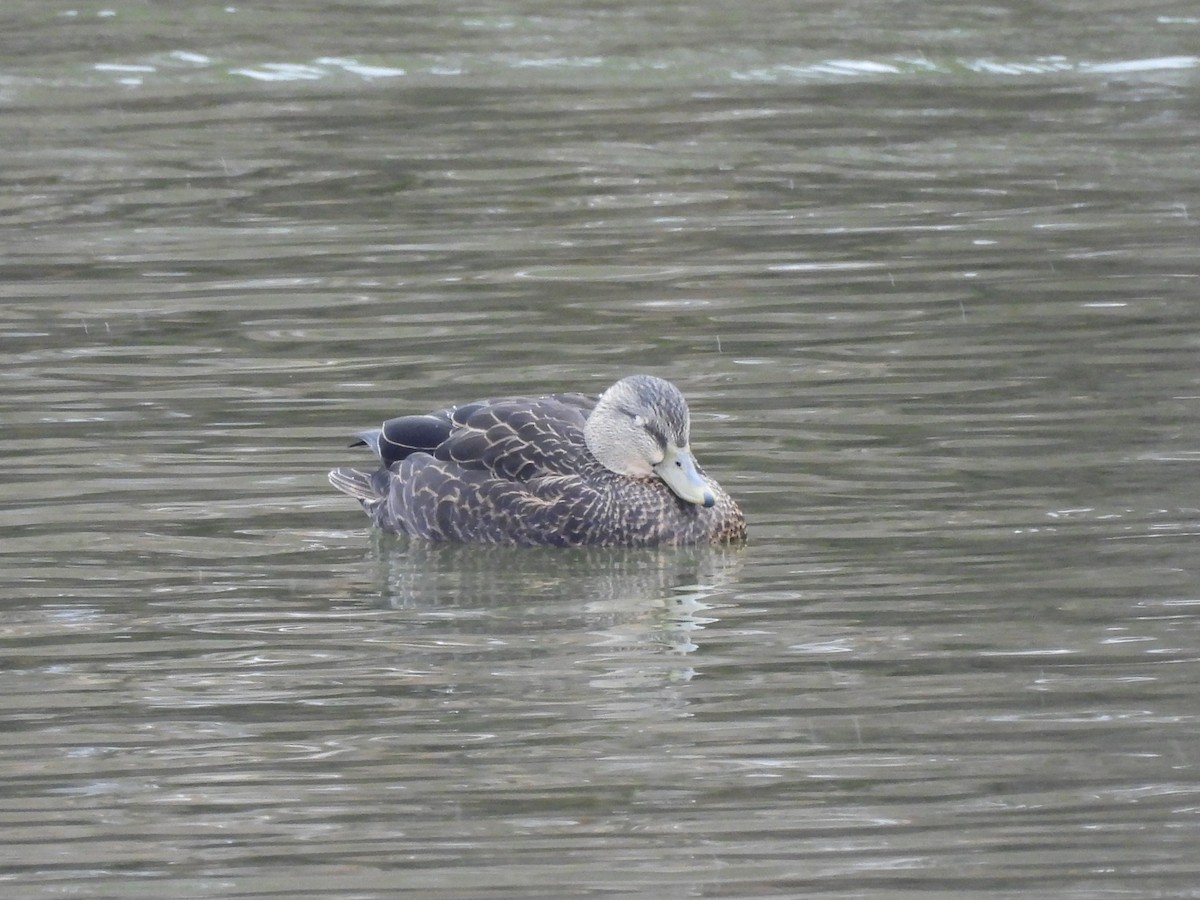 rødfotand - ML646768672