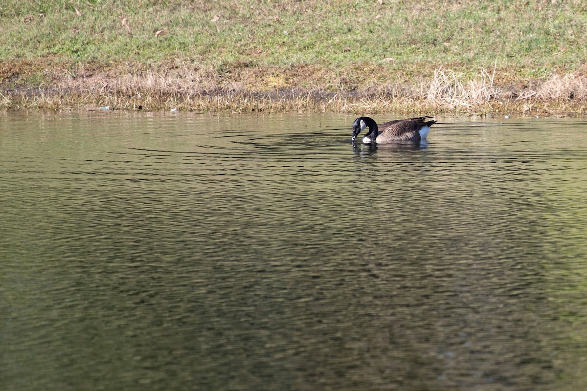 Kanadagans - ML646768674