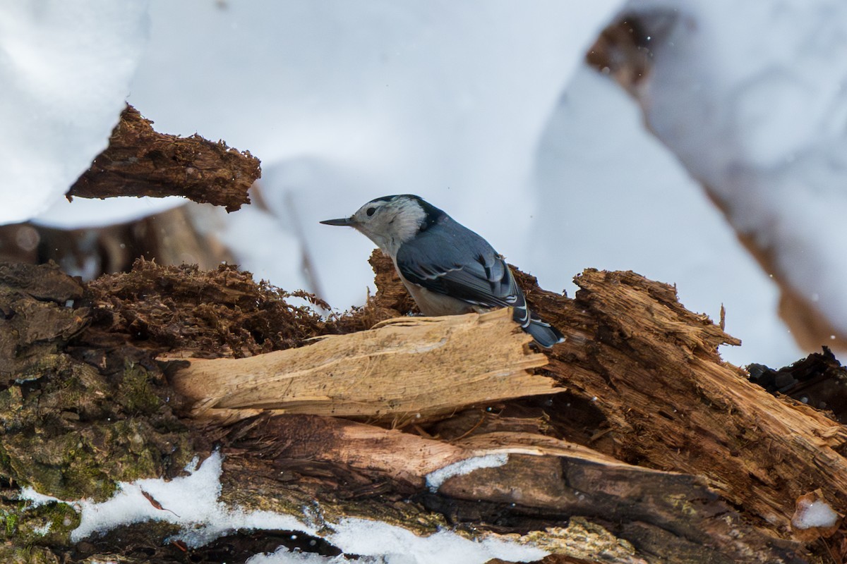 Sittelle à poitrine blanche - ML646768682