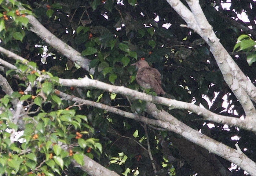 Merle à bec noir (debilis) - ML646768692