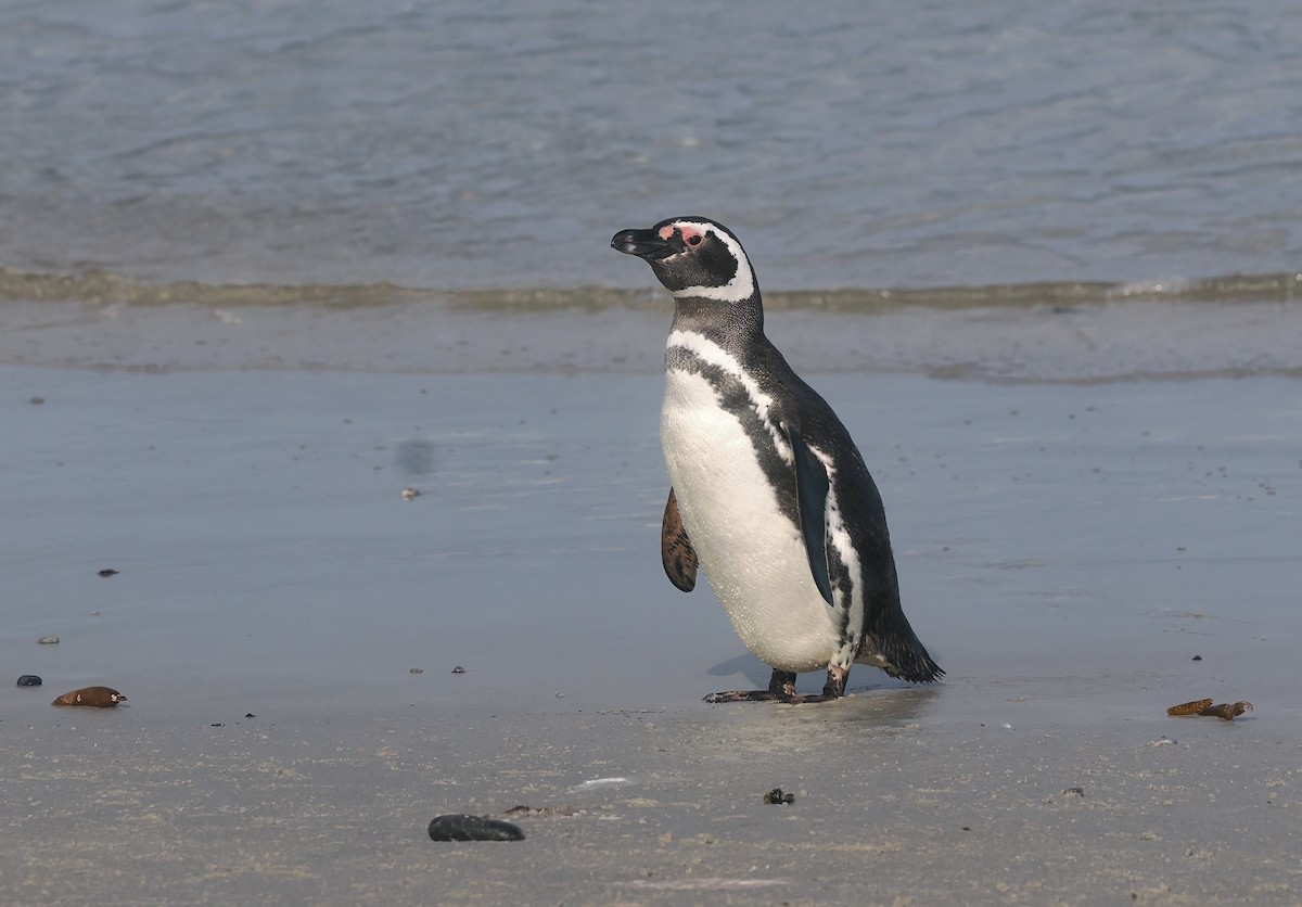 Manchot de Magellan - ML646768694