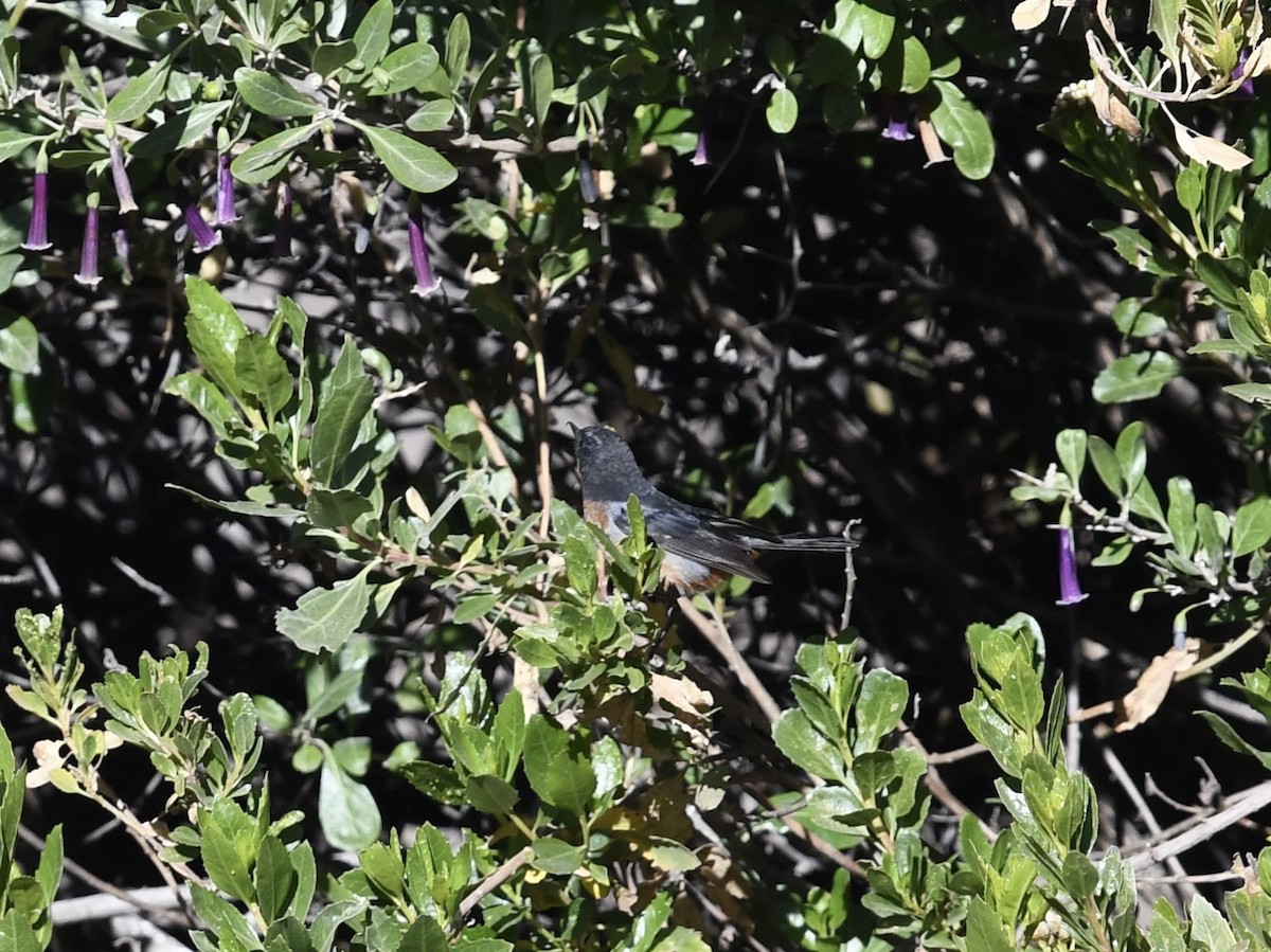 Black-throated Flowerpiercer - ML646768701