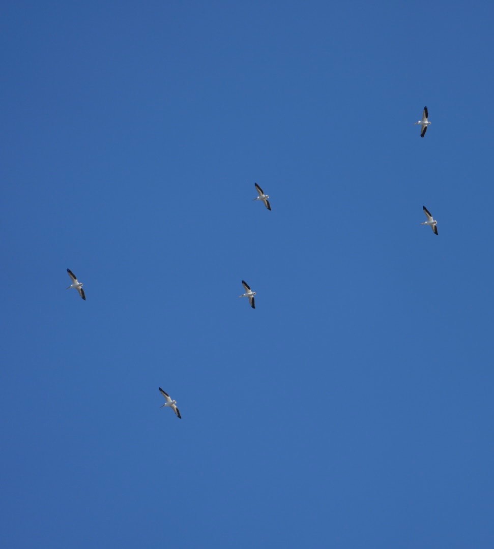 Amerika Pelikanı - ML646768706