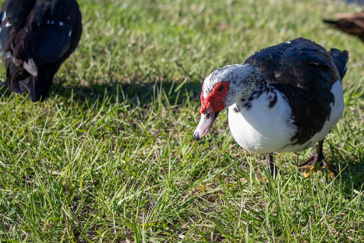 Moschusente (domestiziert) - ML646768708