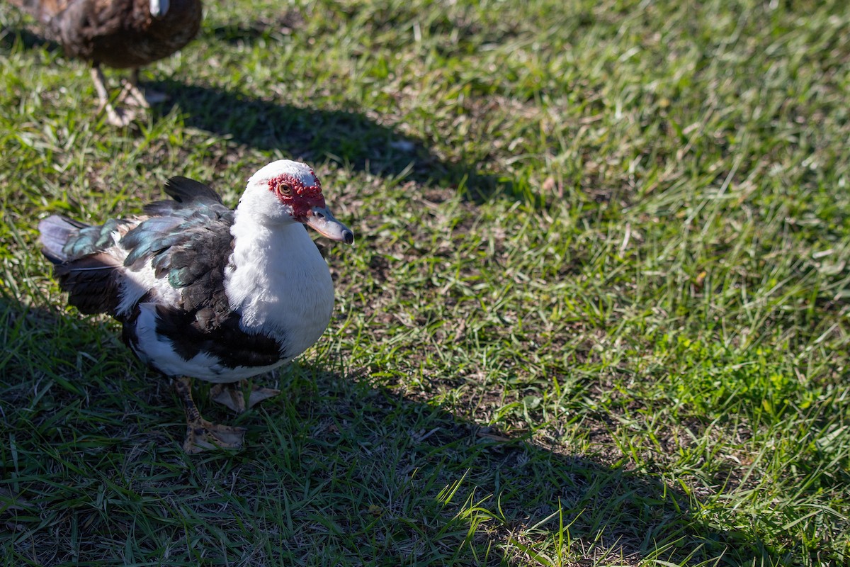 Moschusente (domestiziert) - ML646768709