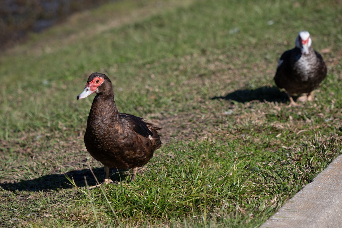 Moschusente (domestiziert) - ML646768710