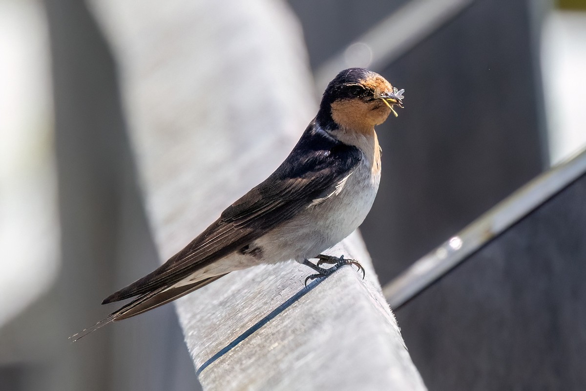 Краснолобая ласточка - ML646768712